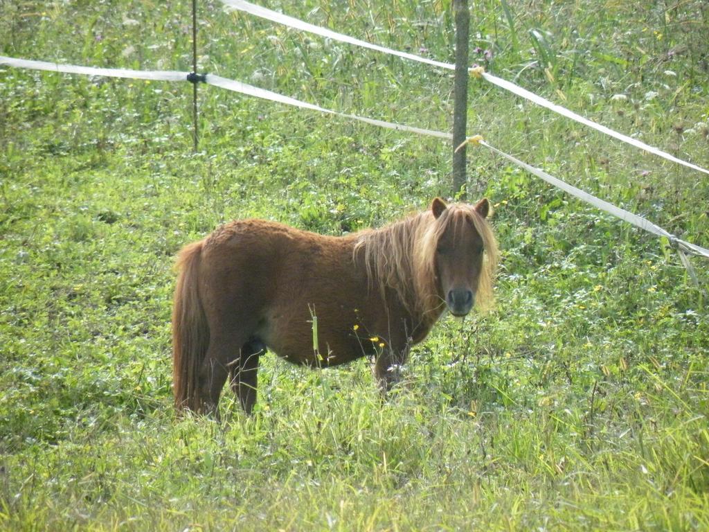 Agriturismo Al Bachero Belluno Eksteriør billede