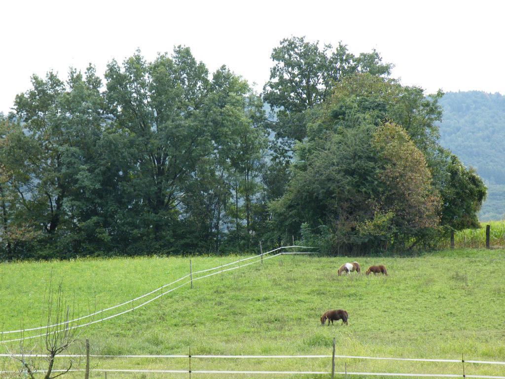 Agriturismo Al Bachero Belluno Eksteriør billede